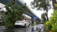 Sebuah mobil tertimpa pohon tumbang di Xiamen, Provinsi Fujian, China timur (11/8/2020). Mekkhala, topan keenam tahun ini, menerjang Wilayah Zhangpu di Provinsi Fujian, China timur, pada Selasa (11/8) sekitar pukul 07.30 waktu setempat. (Xinhua/Zeng Demeng)