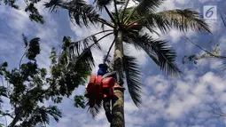 Seorang pria memanjat pohon kelapa untuk mengambil air nira di desa Taman Jaya, Sukabumi, Jawa Barat  (24/06). Gula kelapa atau gula merah ini dijual dengan harga Rp 10 ribu/kg. (Merdeka.com/Arie Basuki)