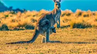 Ilustrasi hewan kangguru. (Photo by Ondrej Machart on Unsplash)