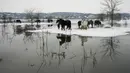 Kuda mencari makan di pulau sungai Krcedinska Ada yang banjir di sungai Danube, 50 kilometer barat laut Beograd, Serbia, Selasa (9/1/2024). (AP Photo/Darko Vojinovic)
