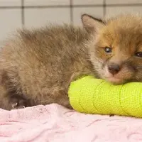 5 hewan Ini Tambah Menggemaskan Menggunakan gips | boredpanda.com