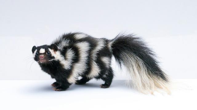 Skunk