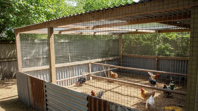 Kandang Ayam Semi Terbuka dengan Dinding Seng