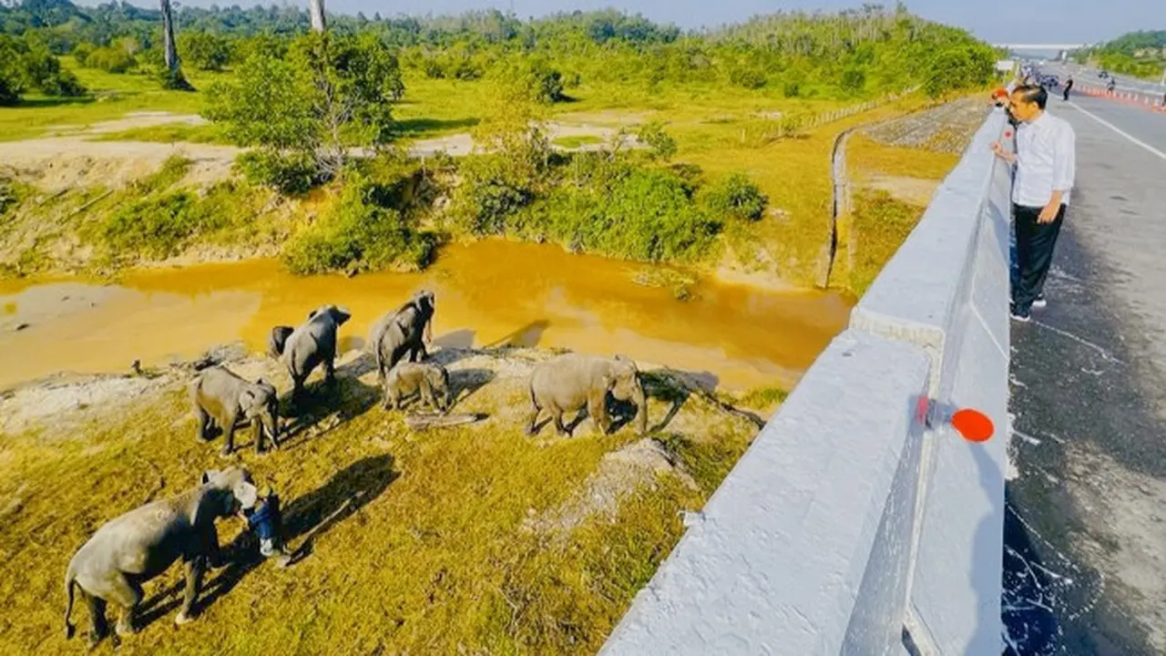 Presiden Jokowi saat berada di atas terowongan gajah di Tol Pekanbaru-Dumai.