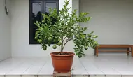 10 Cara Membuat Pohon Jeruk dalam Pot Cepat Berbuah dan Buahnya Lebih Lebat