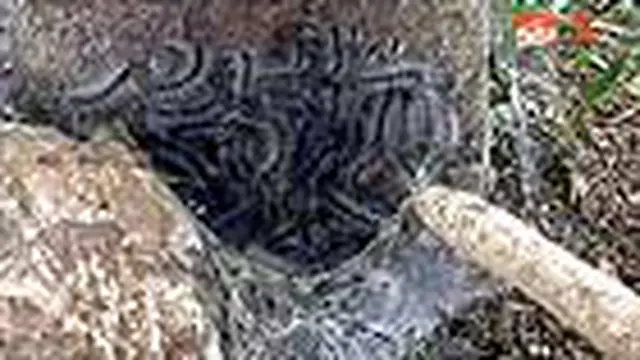 Serangan Hama Ulat Bulu Merambah ke NTT