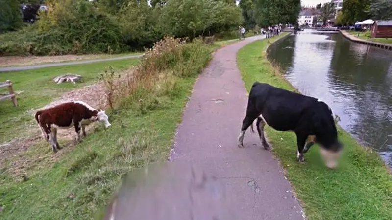 Google Street View mengaburkan wajah sapi yang tertangkap kamera