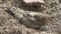 Nama burung ini Nightjar Mesir (Caprimulgus aegyptius), yang berasal dari Asia barat daya dan Afrika utara. Warna bulunya yang sama persis dengan lingkungannya membuat dirinya bisa santai berjemur. (boredpanda.com)