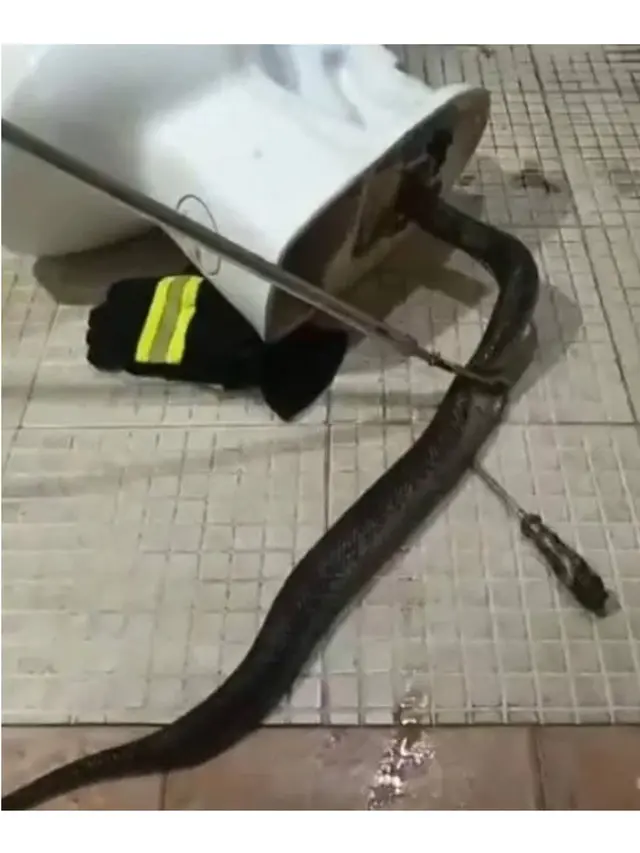 Ular besar 3 Meter Tersangkut di Mangkuk Toilet, Evakuasi Berlangsung Dramatis