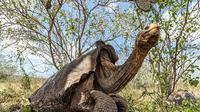 Foto: Galápagos Conservancy
