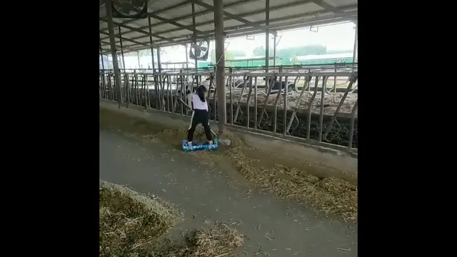 Kasih makan sapi