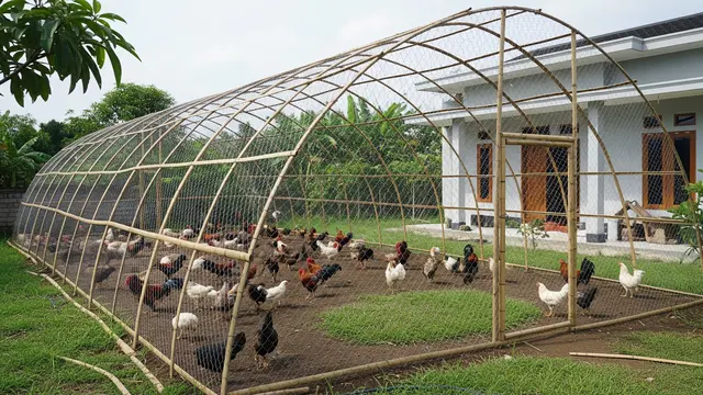 Umbaran Ayam Dengan Pagar Jaring