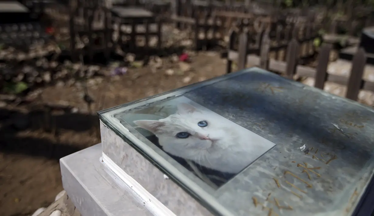 Gambar kucing di salah satu makam di pemakaman hewan, Beijing , Cina (26/3). Pada 4 April warga Cina akan menggelar Festival Qingming yaitu ritual untuk menghormati kerabat yang dicintai termasuk hewan. (REUTERS / Jason Lee)
