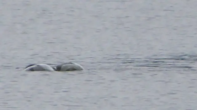 Penampakan Baru Monster Loch Ness