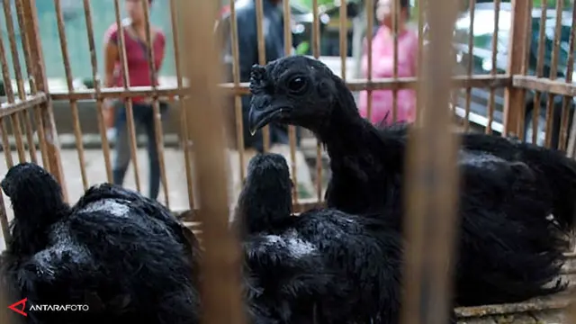 ayam-cemani-130911c.jpg
