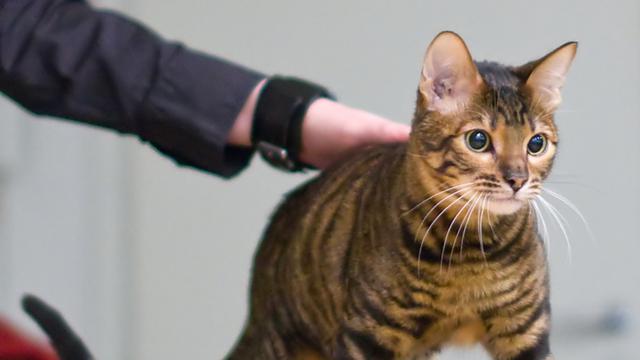 Toyger
