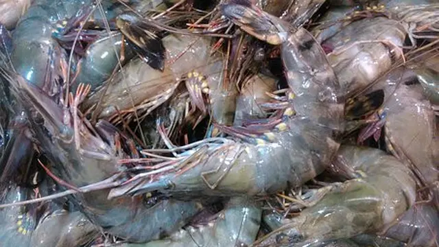 cara memasak udang