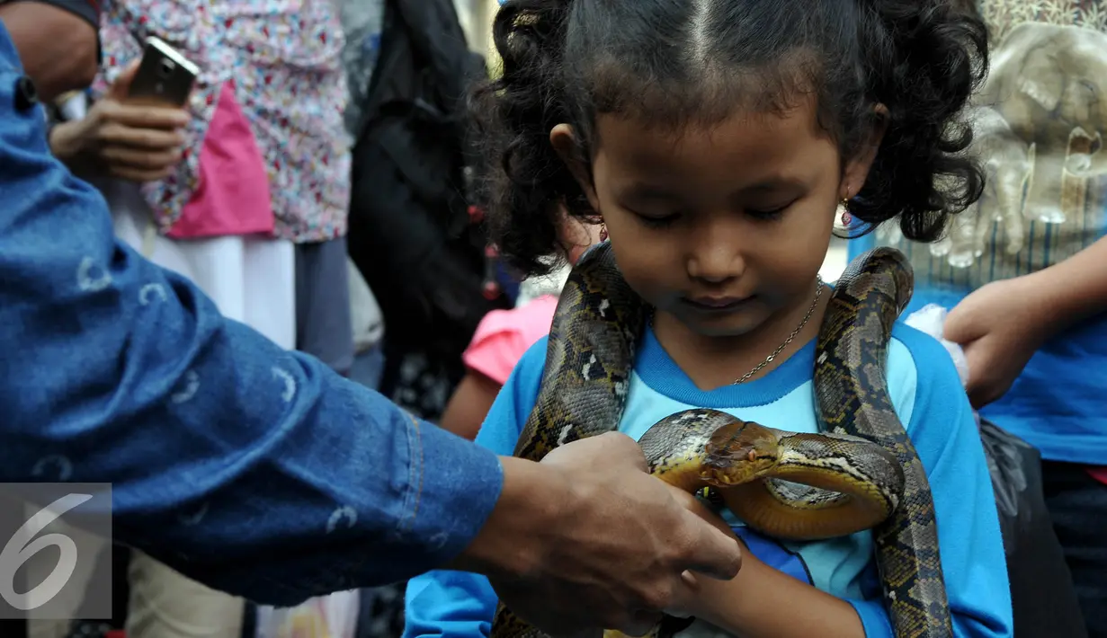 Pencinta reptil yang tergabung dalam Reptile dan Amphibian Community menampilkan beberapa hewan reptil mereka di Car Free Day, Jakarta, Minggu (23/8/2015). Kehadiran mereka menarik perhatian warga yang sedang menikmati CFD. (Liputan6.com/Johan Tallo)