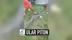 Kejadian mengejutkan dialami seorang perempuan di Mamuju Sulawesi Barat. Ia menginjak ular piton berukuran besar yang dikira batang pohon roboh di jalan setapak.