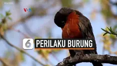 perilaku burung