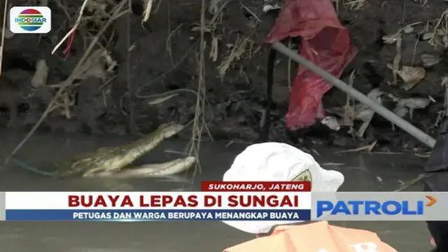 Seekor buaya milik seorang warga lepas ke Sungai Sasak, Sukoharjo, Jawa Tengah. Untuk keamanan warga, aparat kepolisian dan petugas BKSDA berjuang untuk menangkap buaya sepanjang enam meter tersebut.