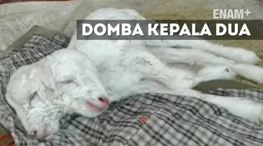 Fenomena unik terjadi di Subang Jawa Barat,domba terlahir dengan memiliki dua kepala dan satu tubuh,  domba lahir dengan kondisi hidup