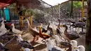 Burung-burung mendapatkan semprotan air cuaca panas melanda di Kebun Binatang pribadi, Basra, 340 mil (550 kilometer) Baghdad, Irak (30/7). Layanan cuaca Irak memperingatkan suhu meningkat hingga mencapai 51 derajat Celcius. (AP Photo/Nabil al-Jurani)