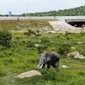 Hutama Karya membangun terowongan gajah di sejumlah titik jalan tol Pekanbaru-Dumai (dok: HK)