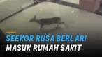 Seekor rusa berlari masuk rumah sakit tertangkap kamera CCTV. Kejadian itu terjadi di Pusat Medis Regional Our Lady of The Lake, Louisiana, Amerika Serikat.