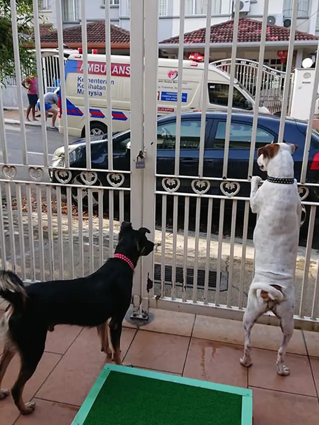 Aksi Heroik Anjing Selamatkan Petugas Keamanan yang Alami Kecelakaan