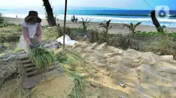 Petani melakukan panen padi jenis Ciherang di kawasan Pantai Sukawayana, Pelabuhan Ratu, Sukabumi, Minggu (1/12/2019). Musim kemarau yang menyebabkan pasokan beras berkurang di pasaran, menyebabkan harga gabah kering naik di tingkat petani. (merdeka.com/Arie Basuki)