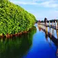 Hutan mangrove Kulon Progo sudah menjadi daya tarik sendiri khususnya bagi warga sekitar. 