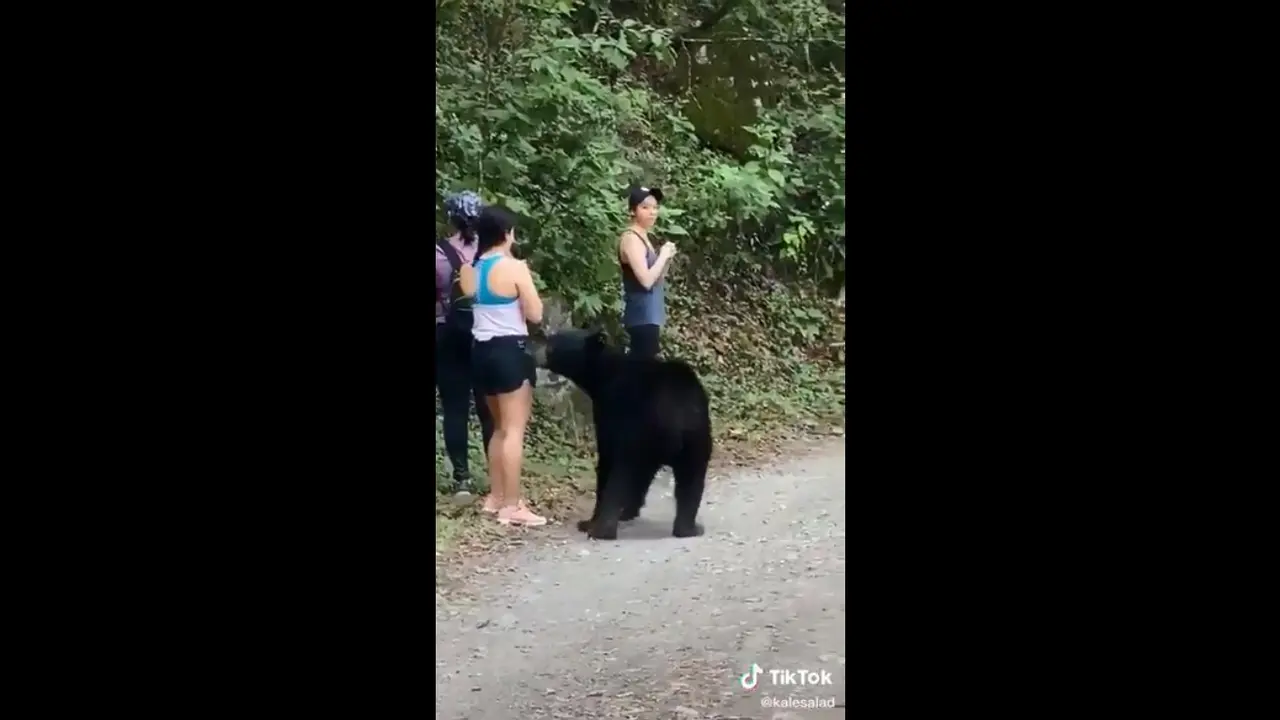 Momen Mendebarkan Perempuan Didekati Beruang, Sempat Ajak Selfie
