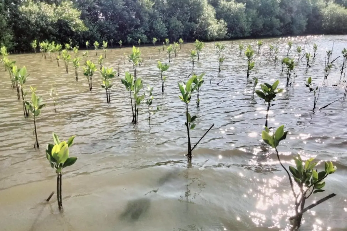 PT PLN EPI bekerja sama dengan Carbon Ethics melaksanakan proyek rehabilitasi mangrove di Tanjung Pakis, Karawang, Jawa Barat.