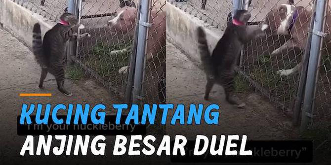 VIDEO: Tidak Takut, Kucing Tantang Anjing Besar Duel