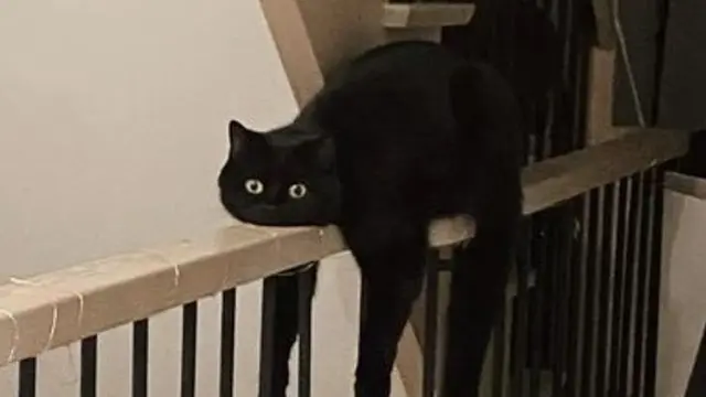 10 Gaya Nyeleneh Kucing Ini Bikin Geleng-Geleng Kepala