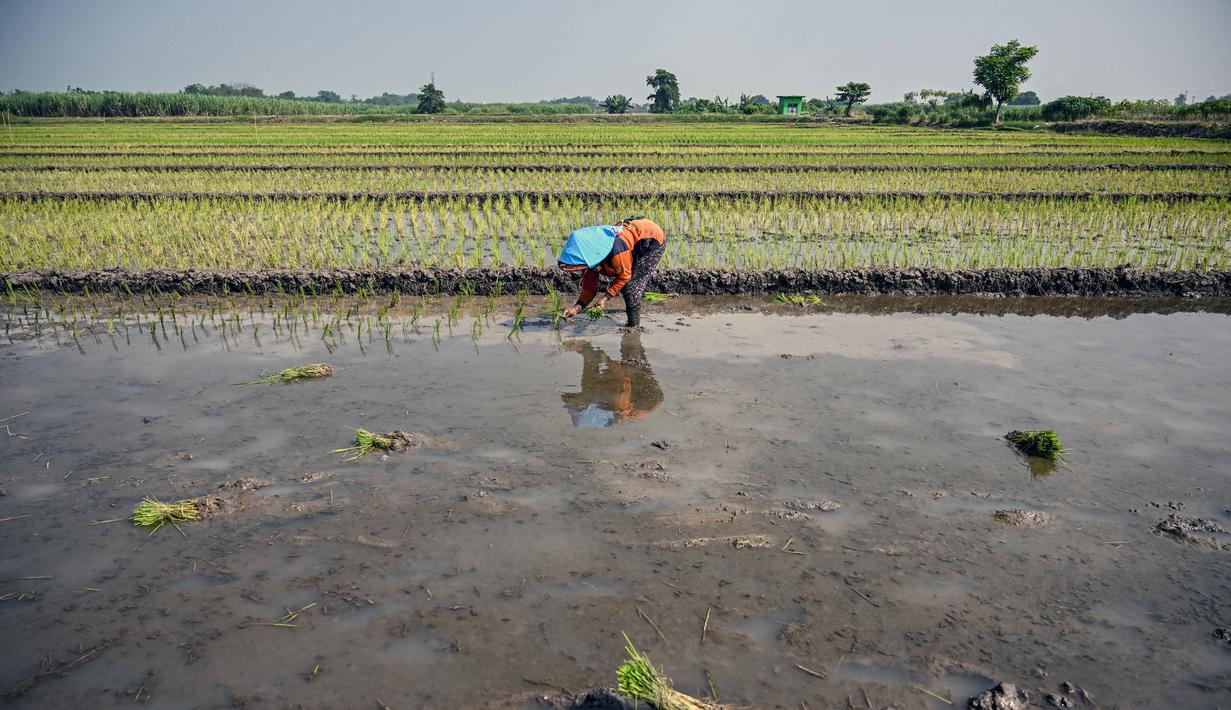 Seorang petani menanam bibit padi di Sidoarjo, Jawa Timur, Rabu 3 Juni 2026. (JUNI KRISWANTO/AFP)