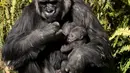 Bayi gorila betina berusia tiga minggu berada dalam pelukan induknya, Ndjia, di Kebun Binatang Los Angeles, California, Selasa (11/2/2020). Ndjia, yang berusia 25 tahun, akan menggendong bayinya sambil menyusui dalam pelukan selama tiga bulan pertama. (Mario Tama/Getty Images/AFP)