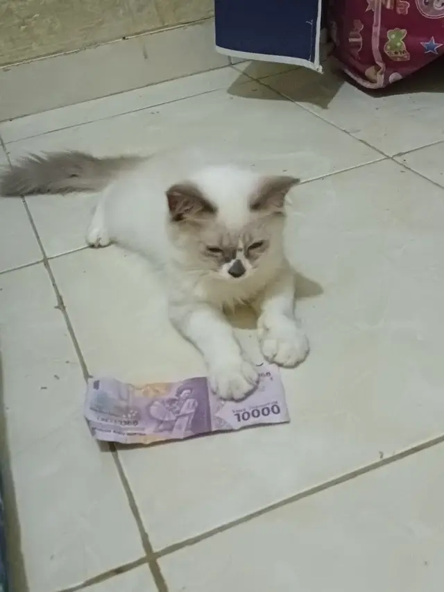 6 Tingkah Kucing Bawa Duit Majikan Ini Bikin Tepuk Jidat, Usil Banget