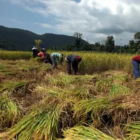 Ilustrasi mimpi panen padi/Copyright unsplash.com/Boudewijn Huysmans
