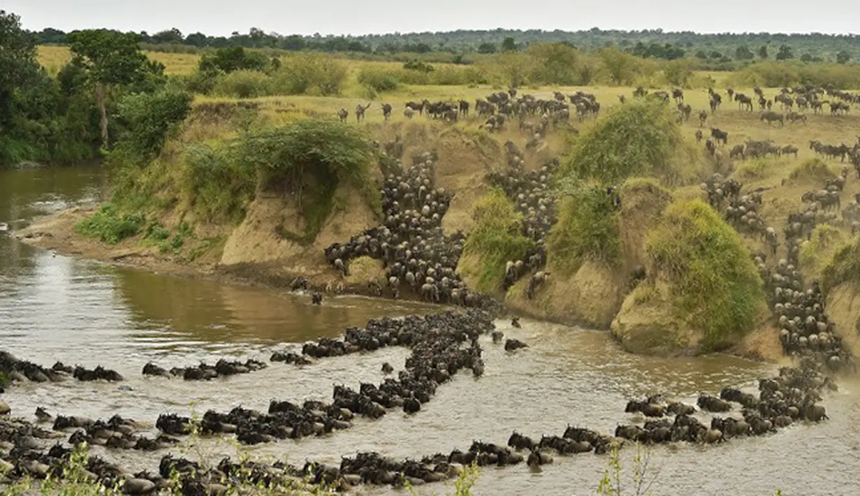 <p>Ratusan Wildebeest menyeberangi sungai di Masai Mara saat berimigrasi, Kenya (4/9/2015). Wildebeest bermigrasi hingga jarak ratusan kilometer demi menemukan padang rumput selama musim kering di Kenya. (AFP PHOTO/Carl de Souza)</p>