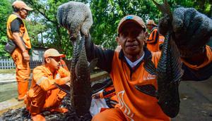 Sebagai informasi, ikan sapu-sapu dikenal sebagai spesies invasif yang berpotensi mengganggu keseimbangan ekosistem. Tampak dalam foto, Petugas Penanganan Prasarana dan Sarana Umum (PPSU) menunjukkan ikan sapu-sapu di kawasan Setu Babakan, Jakarta Selatan, Jumat (17/4/2026). (merdeka.com/Arie Basuki)