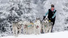 Seorang musher mengendarai kereta luncur anjing tradisional pada lomba Sedivackuv Long di dekat Desa Destne v Orlickych Horach, Republik Ceko, Kamis (23/1/2020). Sedivackuv Long edisi ke-24 tahun ini berlangsung selama lima hari. (AP Photo/Petr David Josek)