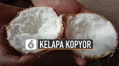 Jenis kelapa bertekstur bubur ini ternyata punya manfaat baik untuk tubuh.