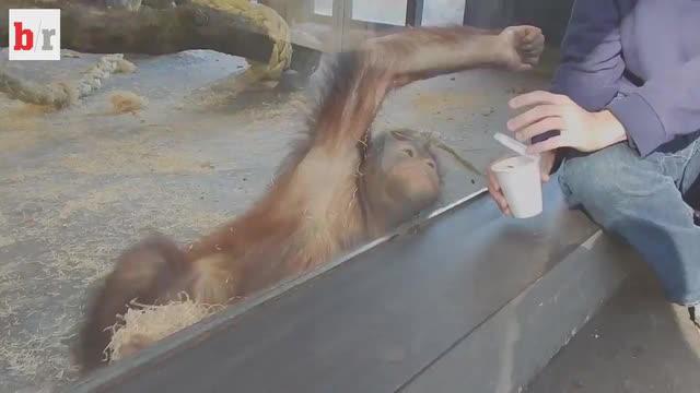 Parodi Orang utan binatang khas Indonesia dari Pulau Kalimantan, yang memberikan ekspresi mengejutkan saat mengetahui bahwa Arsenal jumpa Barcelona di 16 besar Liga Champions. Video ini diunduh dari laman bleacherreport.