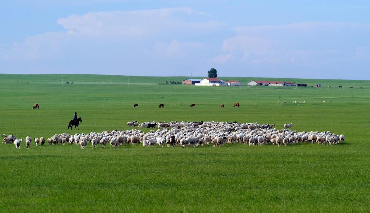 Seorang gembala menggembalakan domba di sebuah padang rumput di Prefektur Xilingol, Daerah Otonom Mongolia Dalam, China pada 2 Juli 2020. Lahan yang mengalami desertifikasi dan sandifikasi di Mongolia Dalam telah berkurang dalam 15 tahun beruntun. (Xinhua/Jia Lijun)