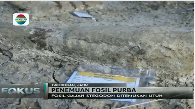 Balai Pelestarian Manusia Purba Temukan Banyak Fosil di Banjarejo