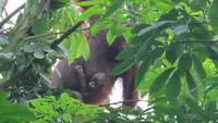 Bayi orangutan digendong induknya dilaporkan warga memasuki pemukiman dan langsung dievakuasi. (foto: dok. BKSDA Kaltim)