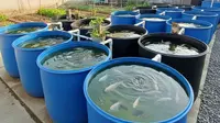 Budidaya Ikan di Drum Plastik, Solusi Ternak Ikan Tanpa Lahan Luas