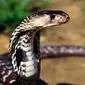 Selama lebih dari 2.000 tahun, tradisi Canton telah menyatakan bahwa bisa dan darah ular kobra dapat meningkatkan kejantanan laki-laki. Lelaki Tiongkok biasa meminum darah kobra yang dicampur dengan sedikit alkohol (Istimewa)